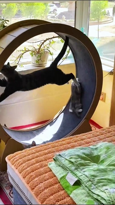 Forgive the mother cat for being a first-time mom! #fyp #foryou #cat #cats