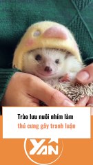 Trào lưu nuôi nhím làm thú cưng gây tranh luận