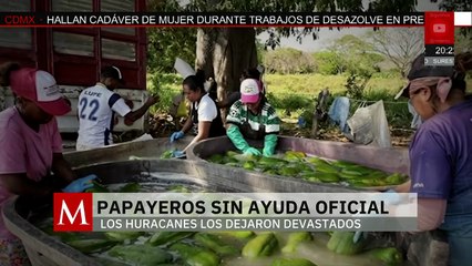 Los productores de papaya de Oaxaca continúan esperando el apoyo del gobierno estatal