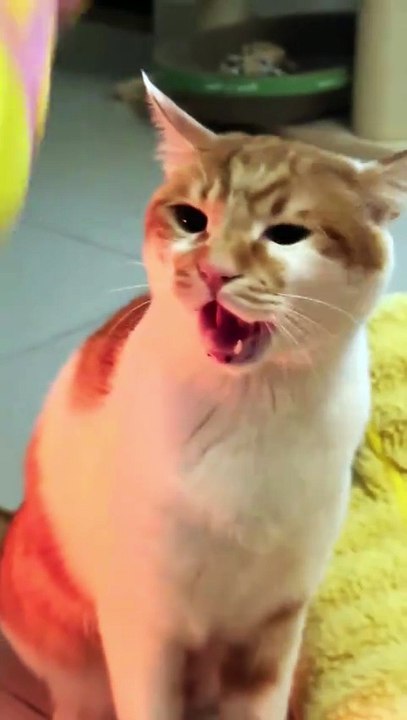 Why Cats Say "No" to Petting with Adorable Attitude #fyp #foryou #cat #cats