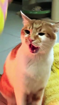 Why Cats Say No to Petting with Adorable Attitude #fyp #foryou #cat #cats