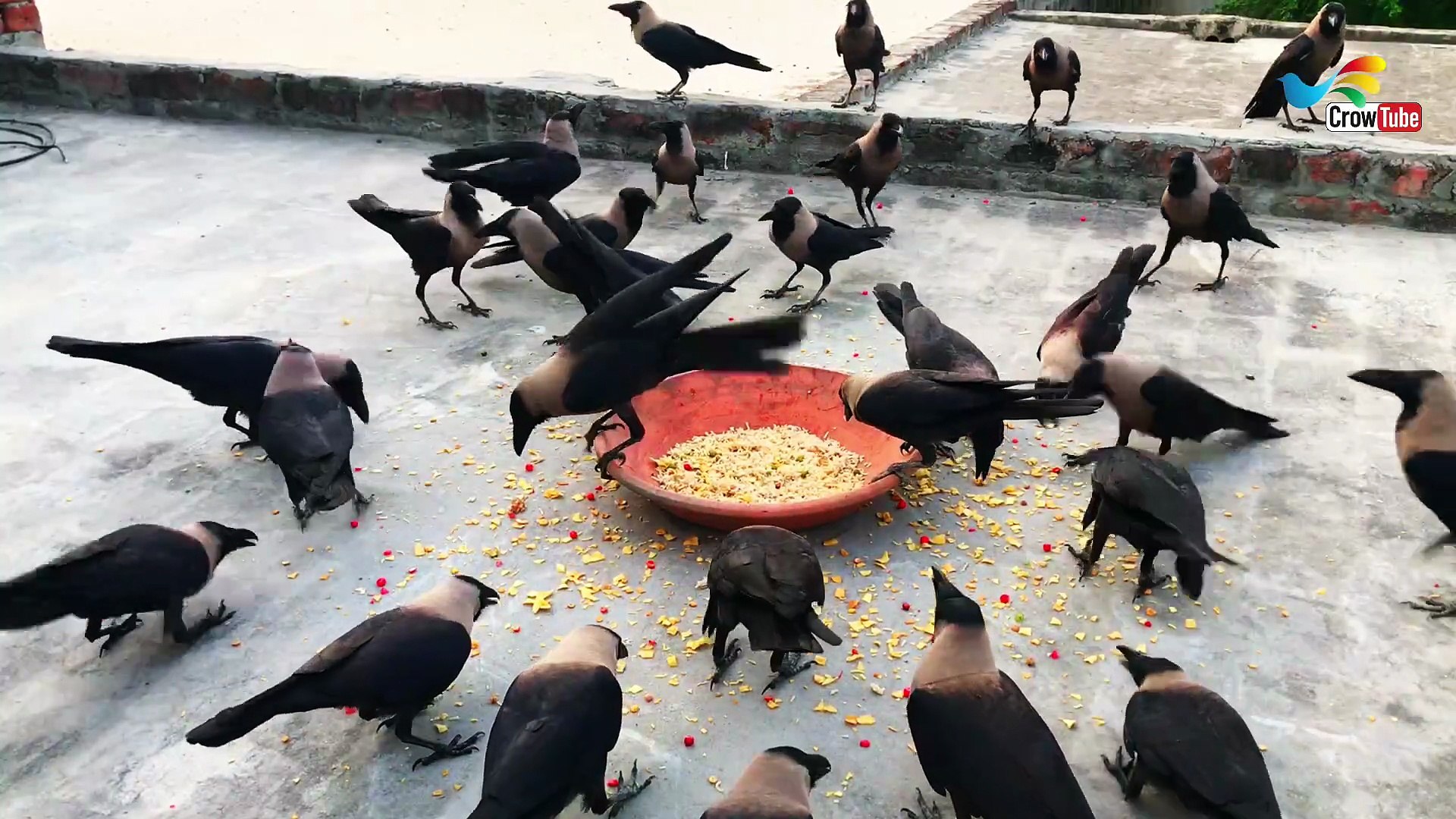 ⁣All And Huge type of crow sound - Angry Crow Sounds | Crow bird Fight video and Feeding Time