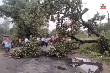तेज बारिश और हवाओं से सैकड़ों पेड़ धराशायी