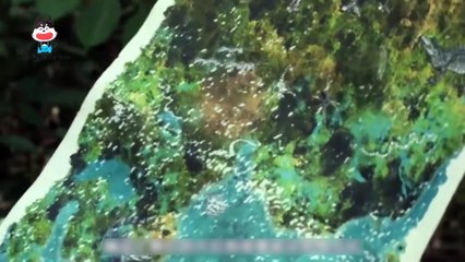 Cặp Đôi Thử Thách Sinh Tồn 21 Ngày Ở Rừng Amazon Để Nhận 100.000 Đô La