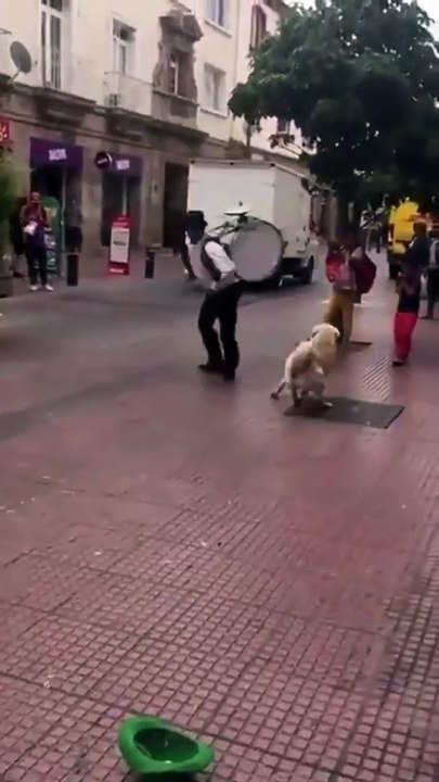 Yürüyen Bateristi Taklit Eden Köpek