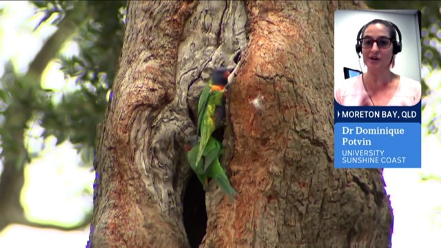 Scientists say 5% of common Australian wild birds could have undergone ‘sex reversal’