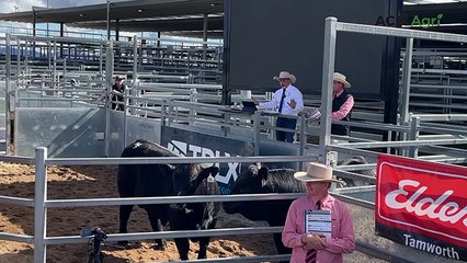 Woonallee Simmental sale, Tamworth, NSW - August 14, 2025