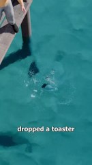 Electric Fish: A Short Cinematic Tale ⚡🐟