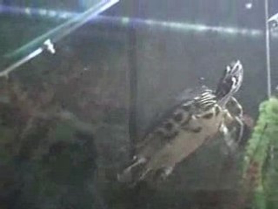 Arraia Dordokak - Round 1