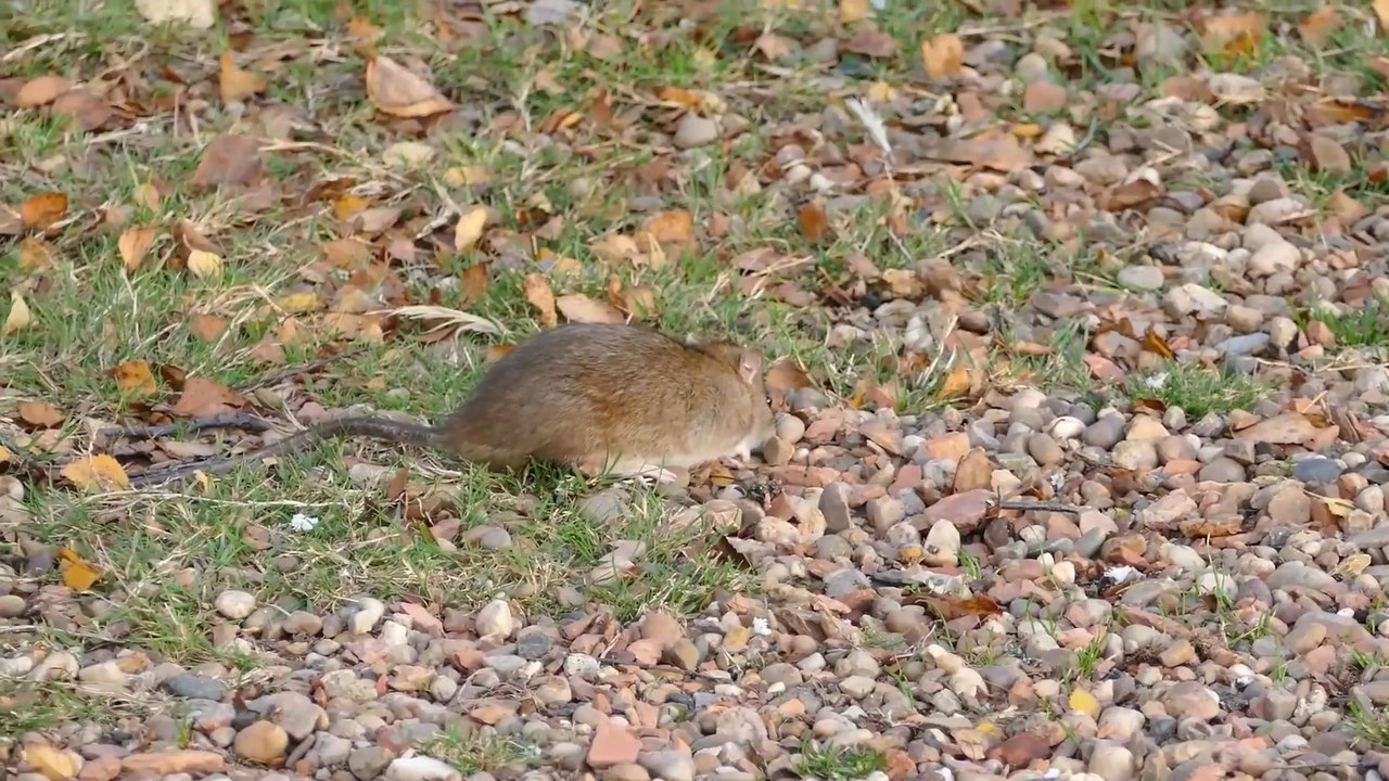 A MOUSE AND A MOUSETRAP