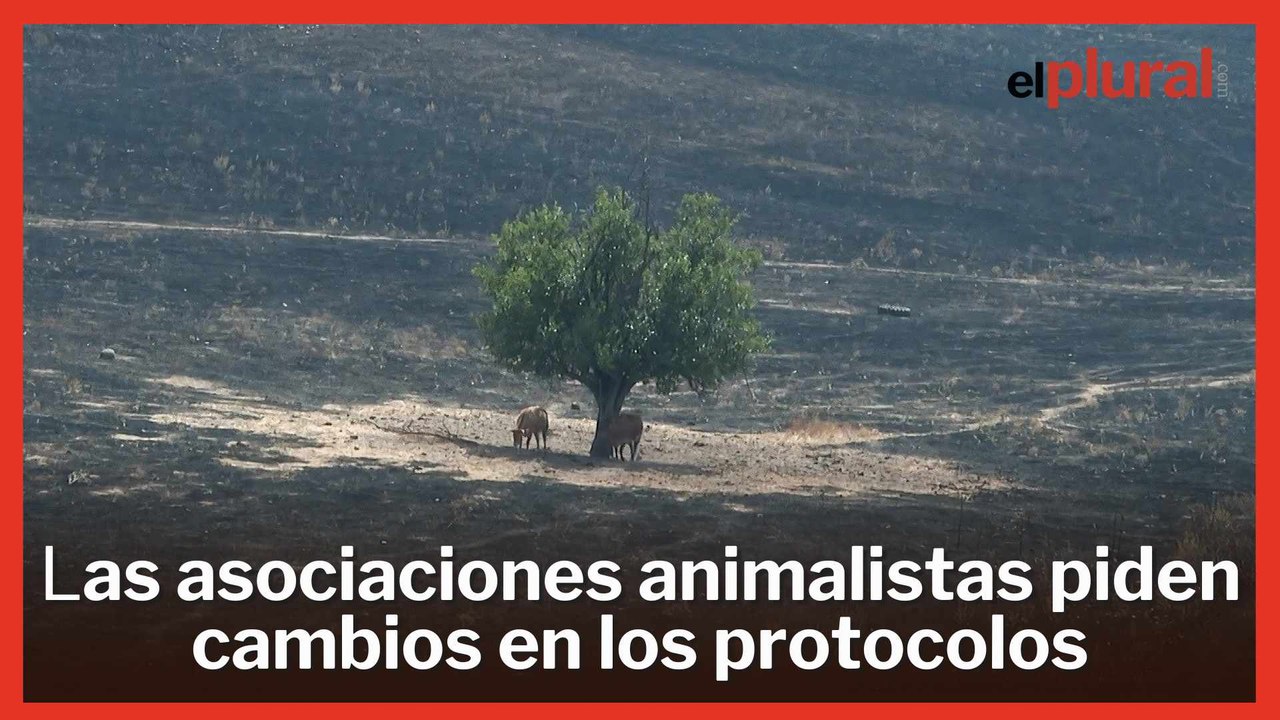 Los incendios forestales se ceban con los animales