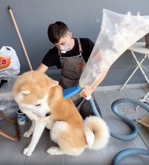 My Dog Donated Her Fur for a Greater Purpose!