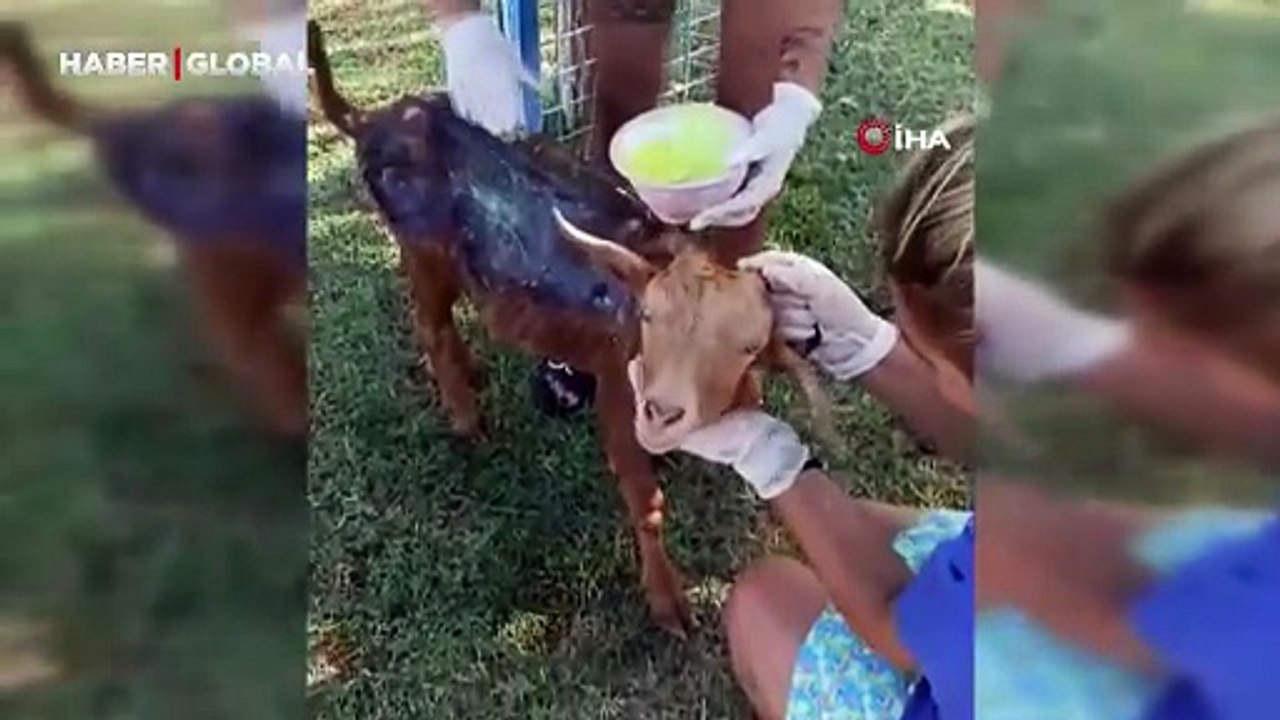 Çanakkale'de orman yangınında yanan keçi tedavi altına alındı