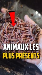 Les Animaux les Plus Abondants sur Terre 🌍