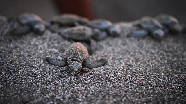 Antalya'da caretta caretta yavrularının denizle buluşmaları görüntülendi