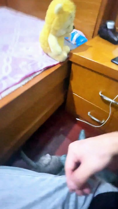 Jump First, Think Later… Typical Cat Move 😼💫 #fyp #foryou #cat #cats