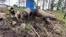 Free Range Pigs Enjoying Mud at Golden Hill Farm