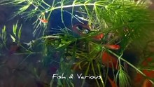 Natural fish tank | Baby super red molly fish