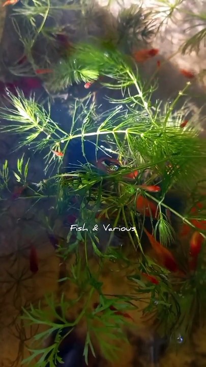 Natural fish tank | Baby super red molly fish