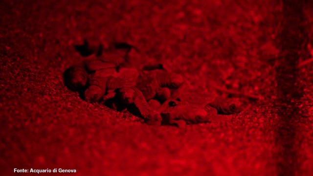 Nate a Sestri Levante le prime tartarughe Caretta caretta, le immagini