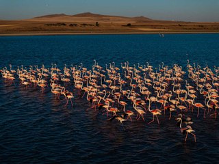 Doğanın renkli misafirleri Gelingüllü Barajı'nı şenlendiriyor