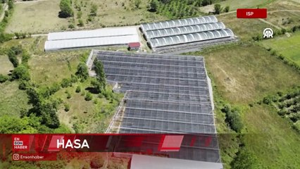 Isparta'da üretimi yaygınlaşan ahududu hasadı yapılıyor