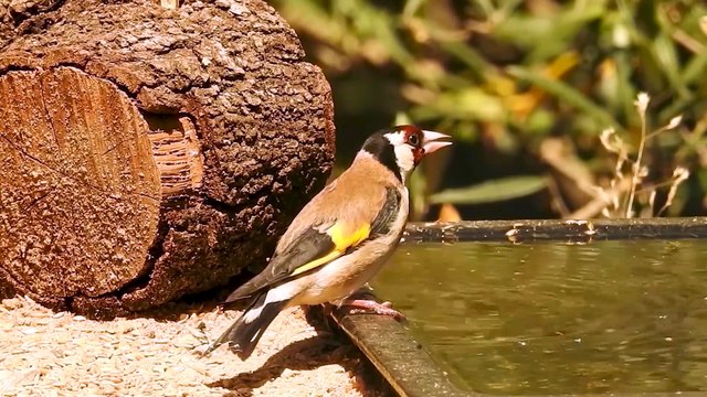 Jilgueros disfrutando del agua en verano