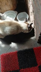 This Cat Asked For Food #shorts #funny #cute #cutecats