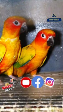 സൺ കോന്യൂർ ബ്രീഡിംഗ് പെയർ | Sun Conure breeding pair #petsworld #sunconure #conure #petloversഈ ഷോപ്പിന്റെ അഡ്രസ്സ് മിക്കി പെറ്റ്സ് ബി‌ജെ‌പി ജില്ലാ ഓഫീസിന് സമീപം,പത്തനംതിട്ട.ഫോണ്‍ നമ്പര്‍ - 80896 90746/98463 90746Mickey Pets & Aquarium