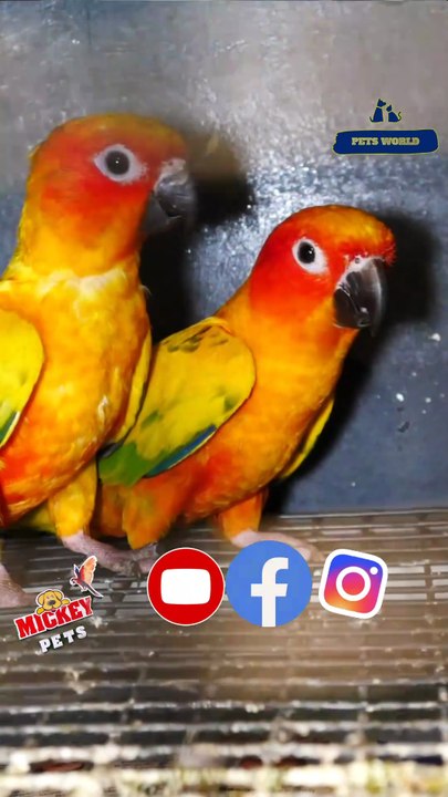 സൺ കോന്യൂർ ബ്രീഡിംഗ് പെയർ | Sun Conure breeding pair #petsworld #sunconure #conure #petloversഈ ഷോപ്പിന്റെ അഡ്രസ്സ് "മിക്കി  പെറ്റ്സ്" ബി‌ജെ‌പി ജില്ലാ ഓഫീസിന് സമീപം,പത്തനംതിട്ട.ഫോണ്‍ നമ്പര്‍ - 80896 90746/98463 90746Mickey Pets & Aquarium