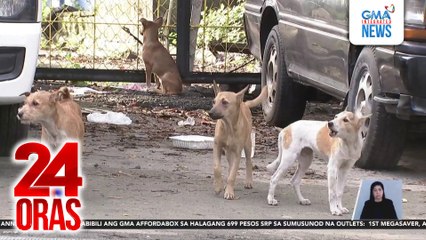 Nag-abandona sa 6 aso sa tabi ng paaralan at kainan, hinahanap na ng Caloocan City Vet; ilang residente, nagtutulungan muna sa pagpapakain | 24 Oras