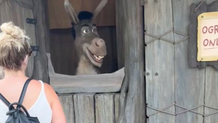 Donkey at Universal Studios entertains visitors with wit and charm