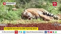 Watch Video:  ಚಾಮರಾಜನಗರದಲ್ಲಿ ಹಾಡಹಗಲೇ ಹುಲಿಗಳ ಕಾದಾಟ - ಗಾಯಗೊಂಡು ಜಮೀನಿನಲ್ಲಿ ಮಲಗಿದ ವ್ಯಾಘ್ರ