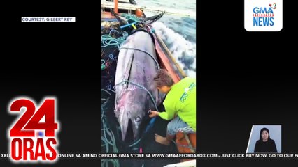 Mangingisda sa Oriental Mindoro, nakalambat ng 430kg blue marlin | 24 Oras