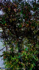 Cappadocia Balloon Turkey