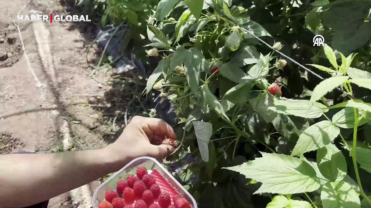 Isparta'da ahududu hasadı