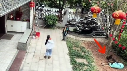 Ce chien est le plus intelligent du monde... un vrai héros
