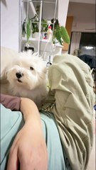 Who can understand? It's like a baby who can't express himself