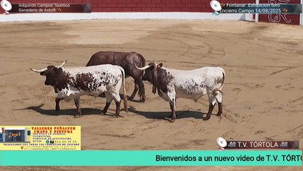 Exhibición del toro del encierro Campo y encierro nocturno. 1 campo 2 nocturno.