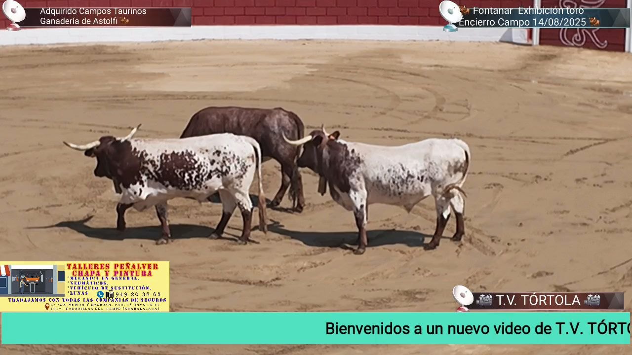 Exhibición del toro del encierro Campo y encierro nocturno. 1 campo 2 nocturno.