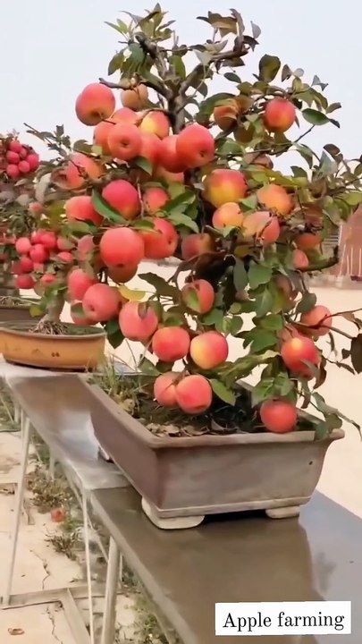 Apple farming in house