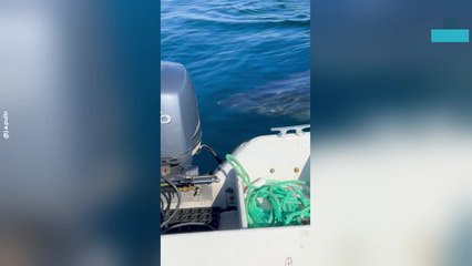 Rare Basking Shark Circles Fishing Boat in Norway