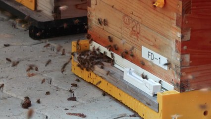 [녹색] 고품질 로열젤리 생산 꿀벌 '젤리킹' 원원여왕벌 보급 / YTN