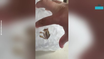Frozen Frog Revived After Being Found in Bag of Ice