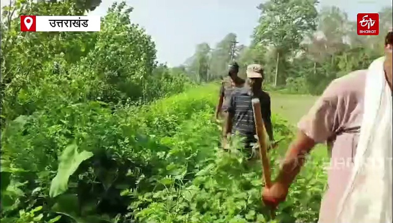 बर्ड फ्लू! तराई के जंगलों में मृत पाए गए पक्षी, लैब भेजे गए सैंपल, देहरादून में अन्य राज्यों से सप्लाई पर रोक