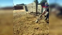 Mardin'de amcalarının altın dolu çelik kasasını çalan kardeşler hayvan gübresinin altına sakladı!