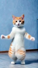 Cute Cat Dance Video Funny | Funny animal videos, Funny cats, Funny animals