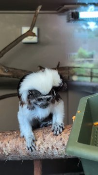 Blackpool Zoo has announced the birth of a critically endangered Cotton-top tamarin ahead of the international awareness day for the highly at-risk species.