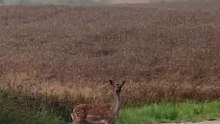 The beauty of farm life :) #cute #cutest #funny #funnyanimals #shorts #funnyshorts #viral