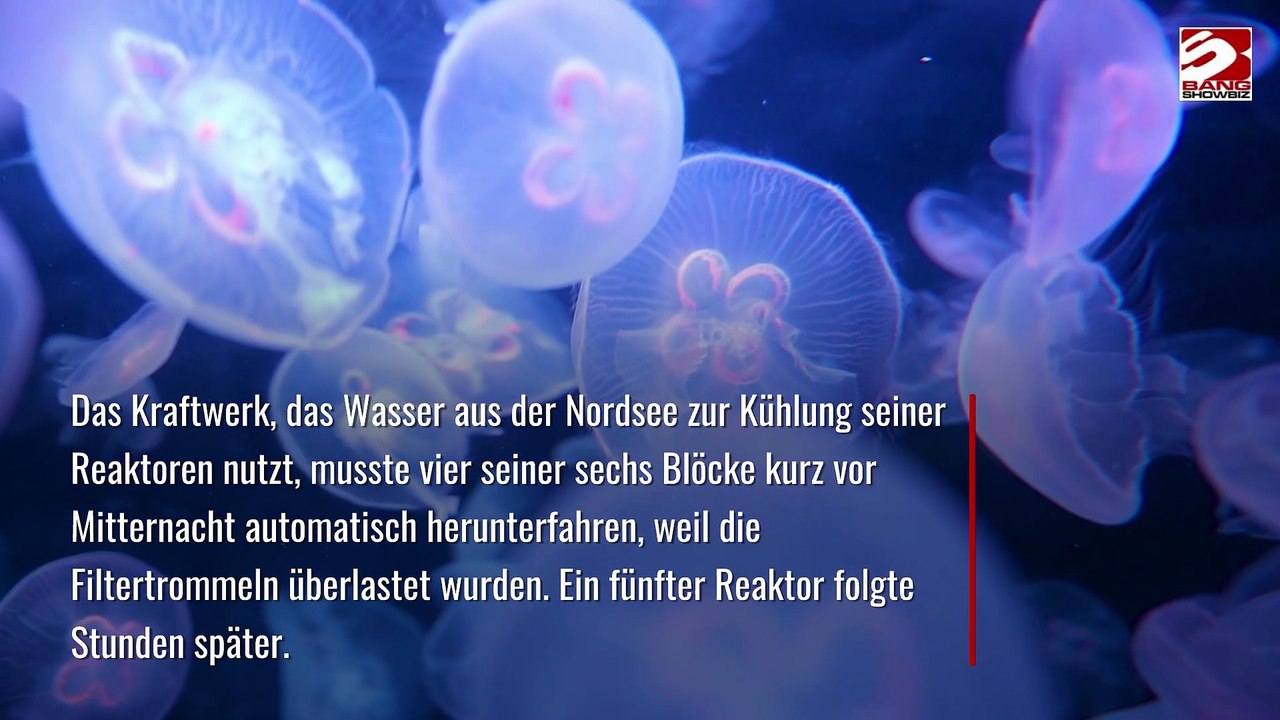Atomkraftwerk wegen Quallen-Invasion heruntergefahren